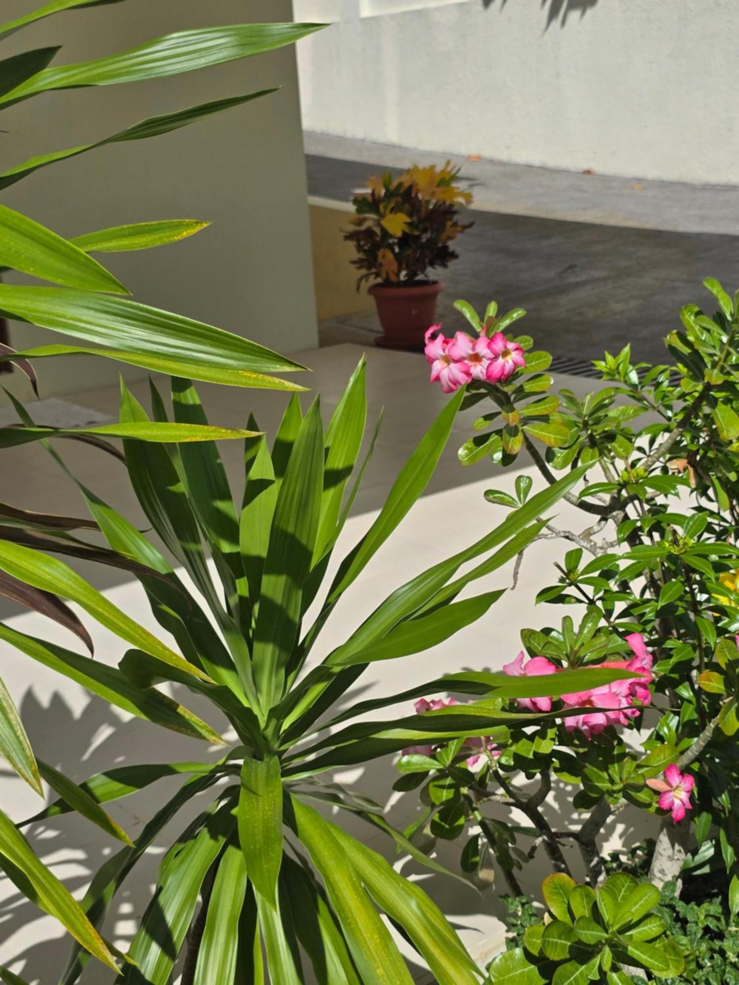Emma'S Guest House And Self-Catering Au Cap Extérieur photo